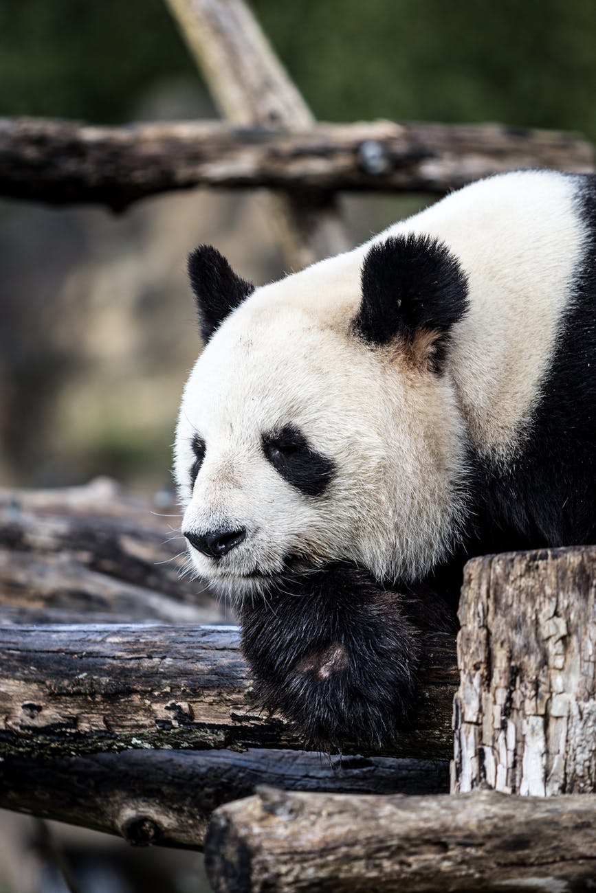 Commas As Aids of Interpretation (And Lives!) | Saving Pandas from False Prosecutions….