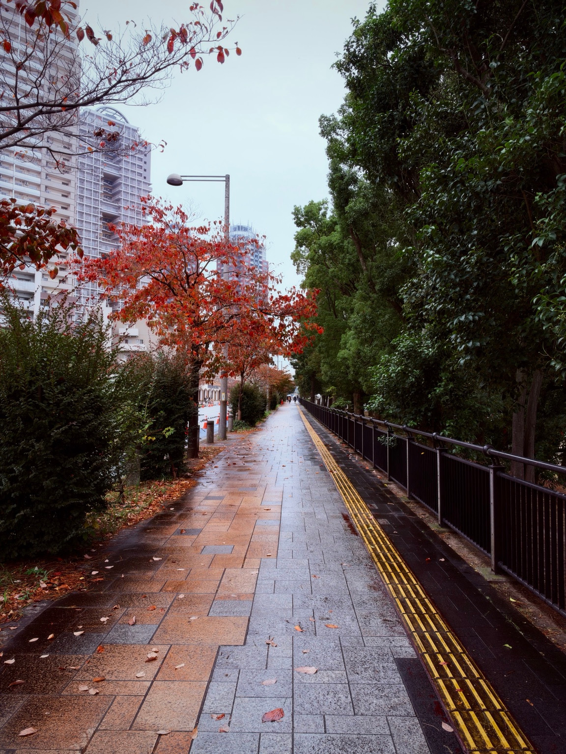 A rain-wet pavement between autumn-red leaves and green trees, with tall buildings behind.